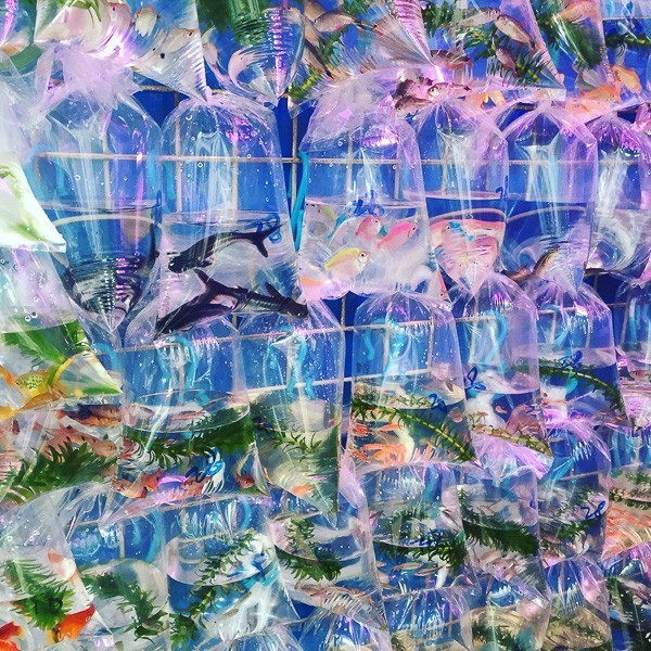 Hong Kong Travel Blog: Heading Off the Beaten Path 23 hong kong mongkok goldfish in bags