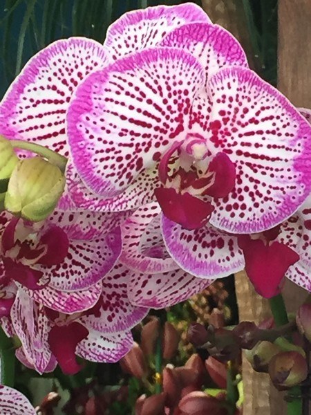 Hong Kong Travel Blog: Heading Off the Beaten Path 28 hong kong mongkok flower market orchids