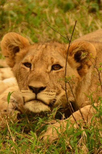 safari holiday