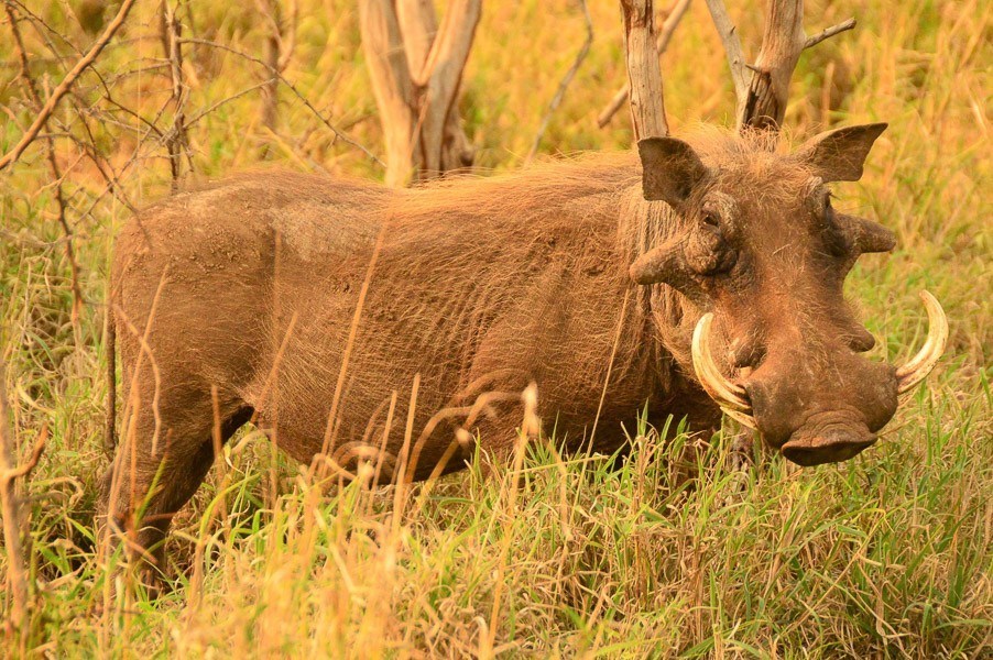 warthog in profile