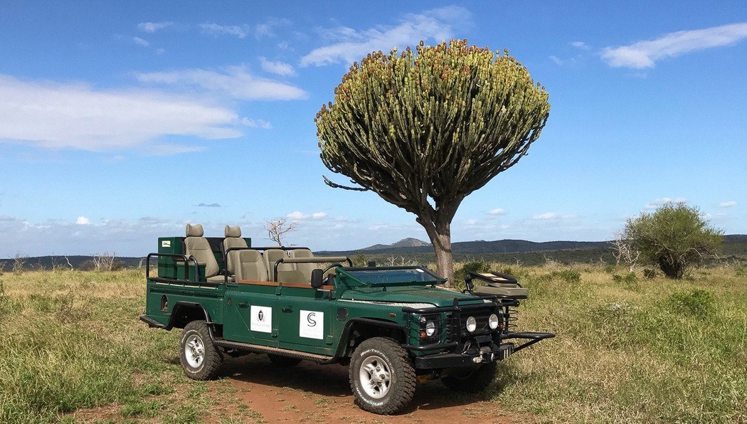 7 Best Camera for Safari Options (2022) & Safari Phone Photography Guide 23 thanda green mamba vehicle next to a tree