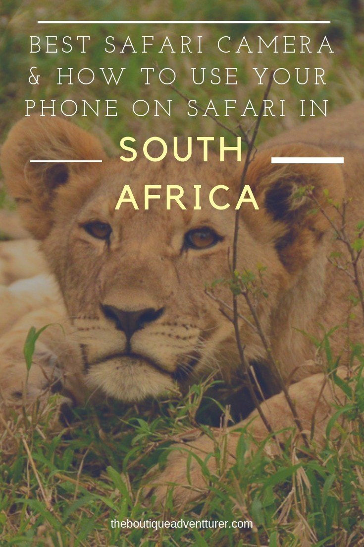 Looking for the best camera for safari? An African Photo Safari can be intimidating - here is my complete guide to the best camera options as well as how to get the most out of the camera on your phone when on Safari #safariphotos #safariphotography #safariphotographytips #safaricamera #safariphotosouthafrica #safariphotobigcats #safariafrican #safaritravel