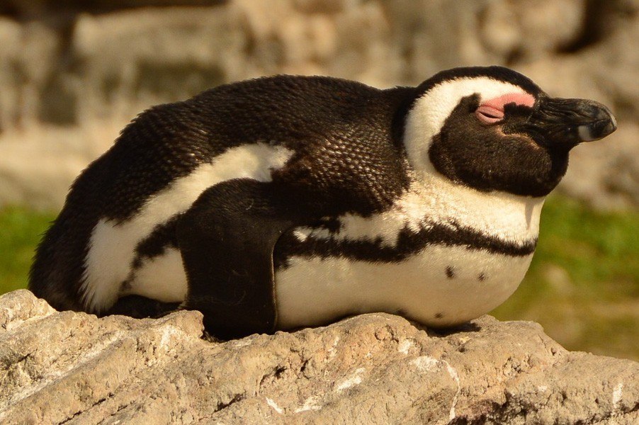 stony-point-penguins