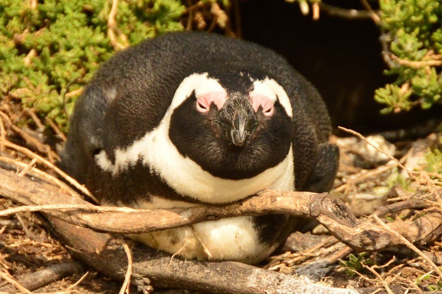 stony-point-penguin