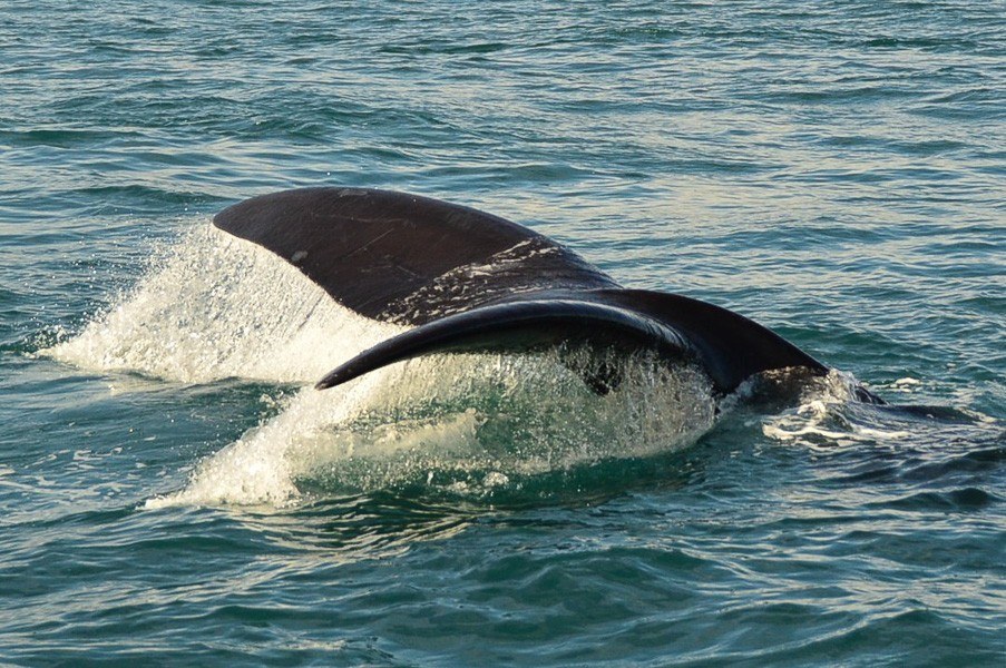 Whale tail with water movement in Hermanus