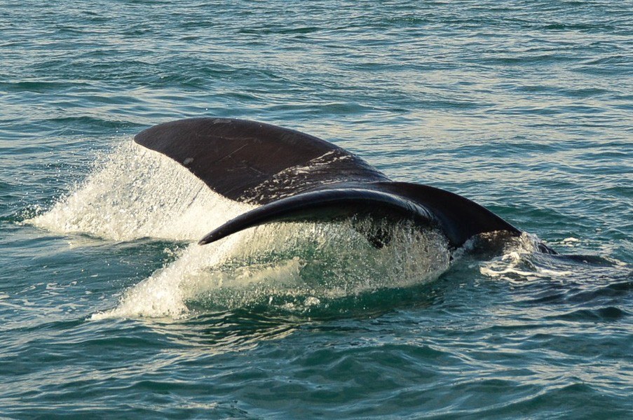 Ultimate Guide to Whale Watching Hermanus What You Need to Know