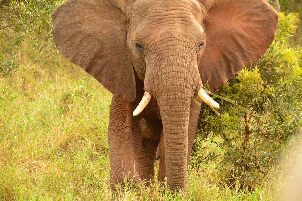 Large elephant up close