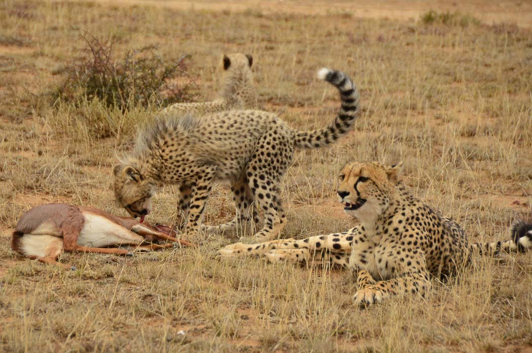 170 Bucket List Ideas for Travel Lovers to do before they Die 17 african safari honeymoon packages