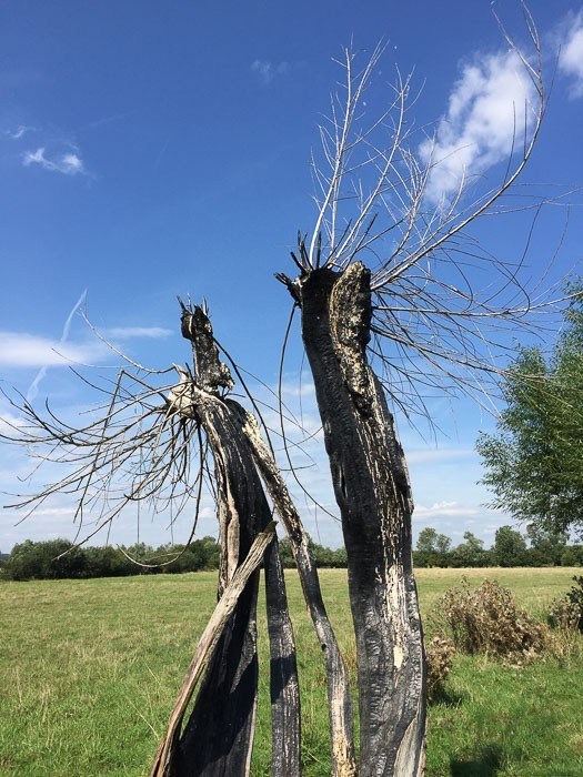 11 Best Cotswolds Tour from London Options and Top Tips 37 Bare tree along the Cotswolds Way