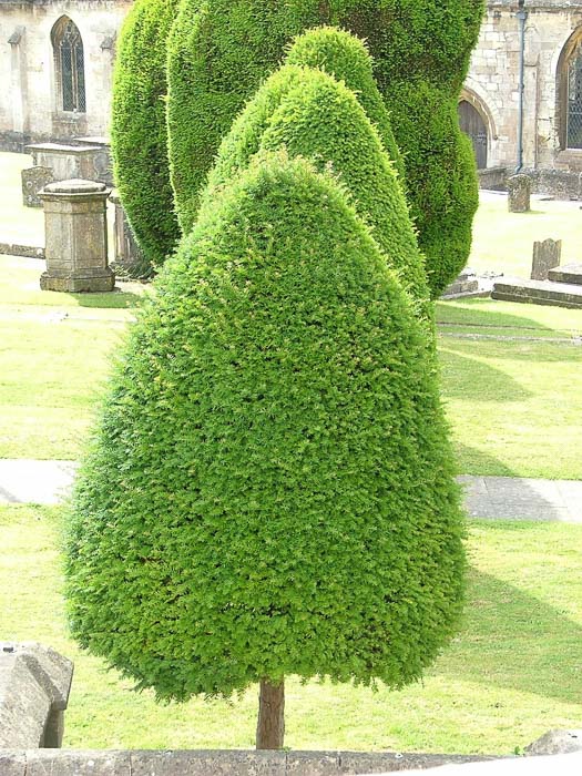 11 Best Cotswolds Tour from London Options and Top Tips 43 Yew Trees in Painswick
