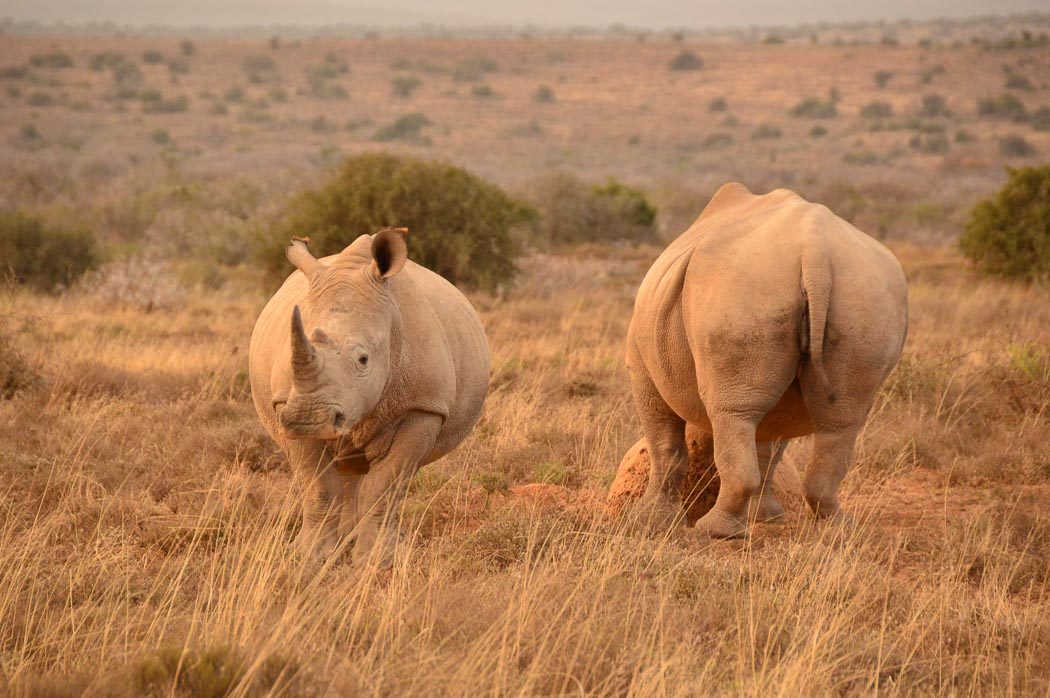 170 Bucket List Ideas for Travel Lovers to do before they Die 18 luxury african safari honeymoon