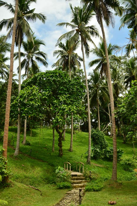 grassy garden with palm trees in koh samui at kamalaya