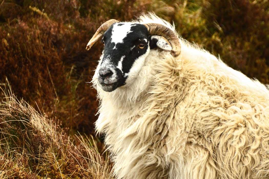 close up of face of a scottish sheep and some of its white fur