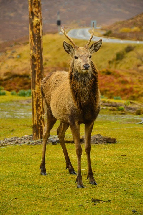 Scotland Itinerary 10 days: The Scottish Highlands for Boutique Hotel Lovers 1 Deer in the scottish highlands
