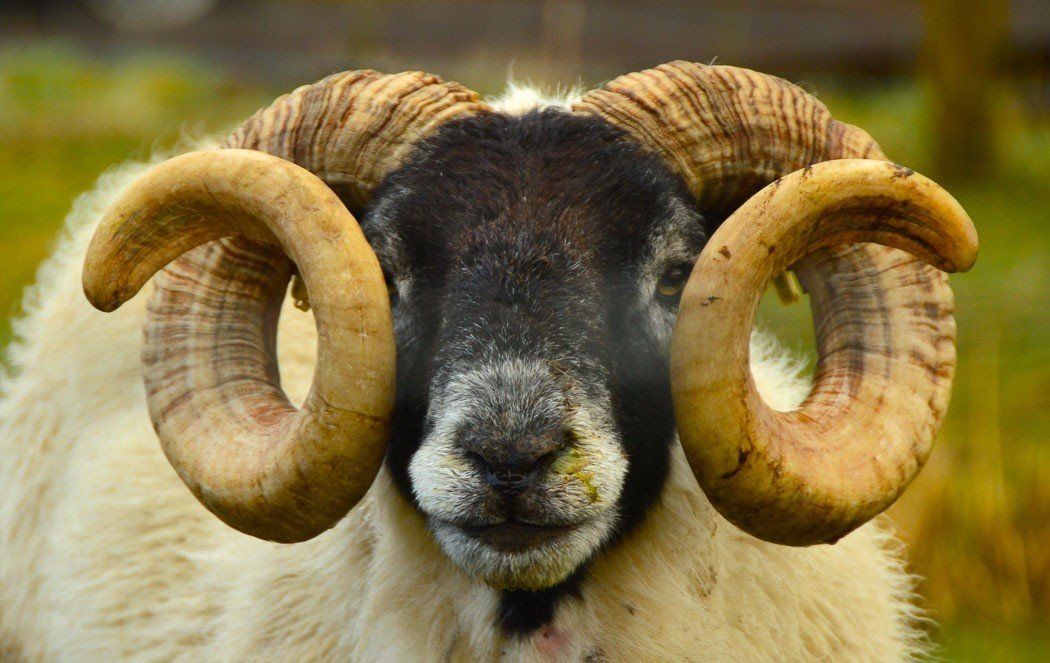 scottish ewe up close with horns