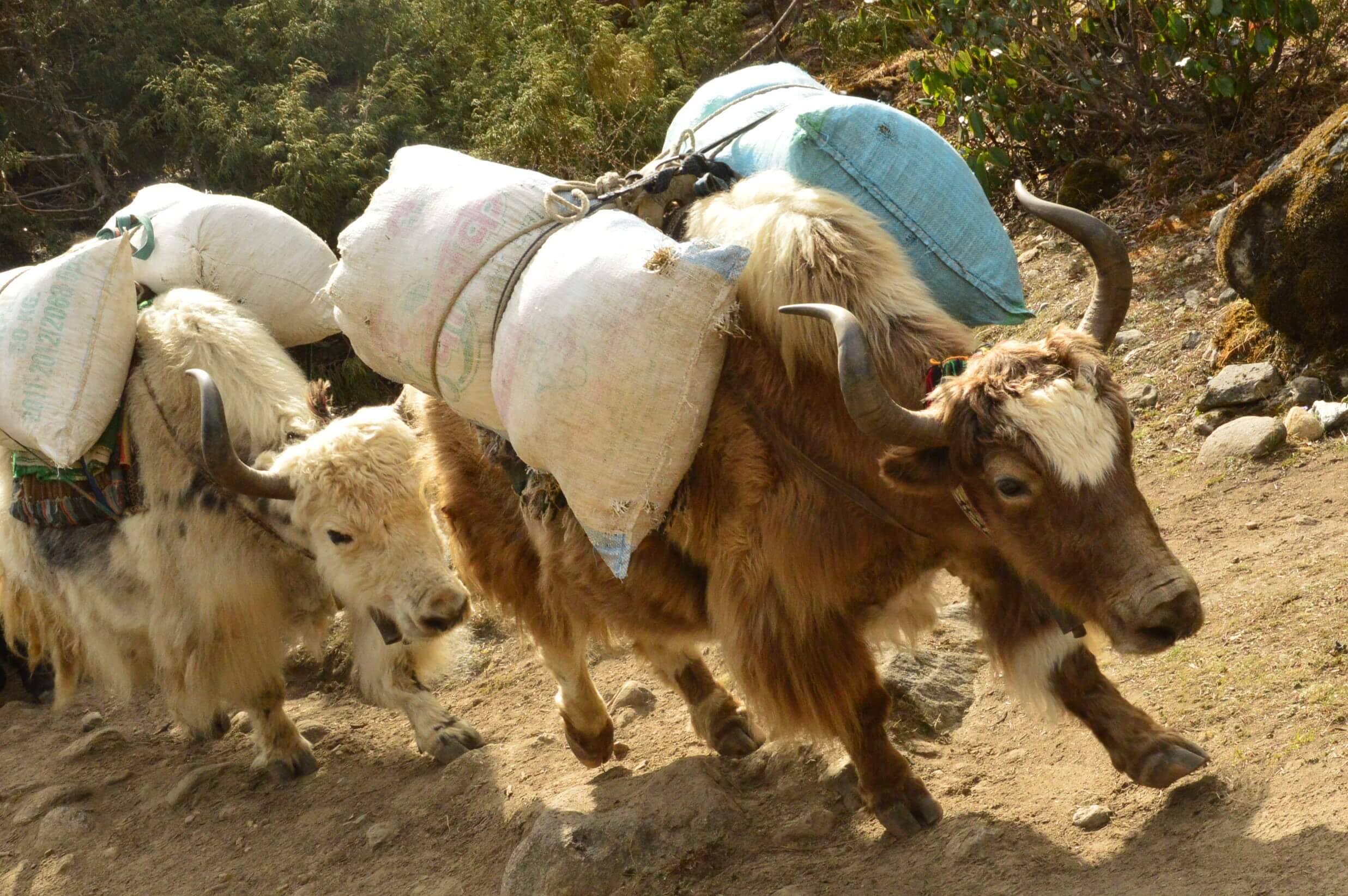 yaks carrying suppliers heading up the everest base camp trek