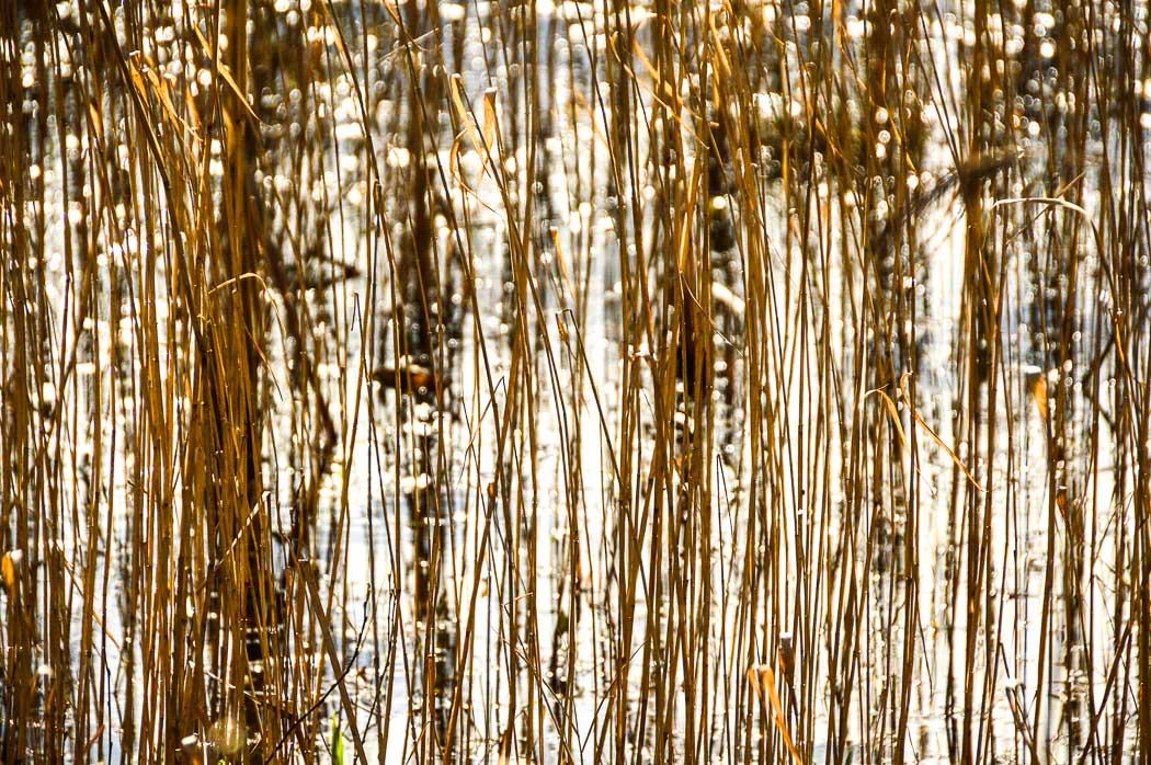 7 Best Places to Visit in South Wales - The Valleys (2022) 31 Reeds in Parc Slip Nature Reserve South Wales