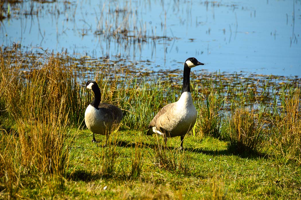 7 Best Places to Visit in South Wales - The Valleys (2022) 26 ducks on grass at parc slip nature reserve