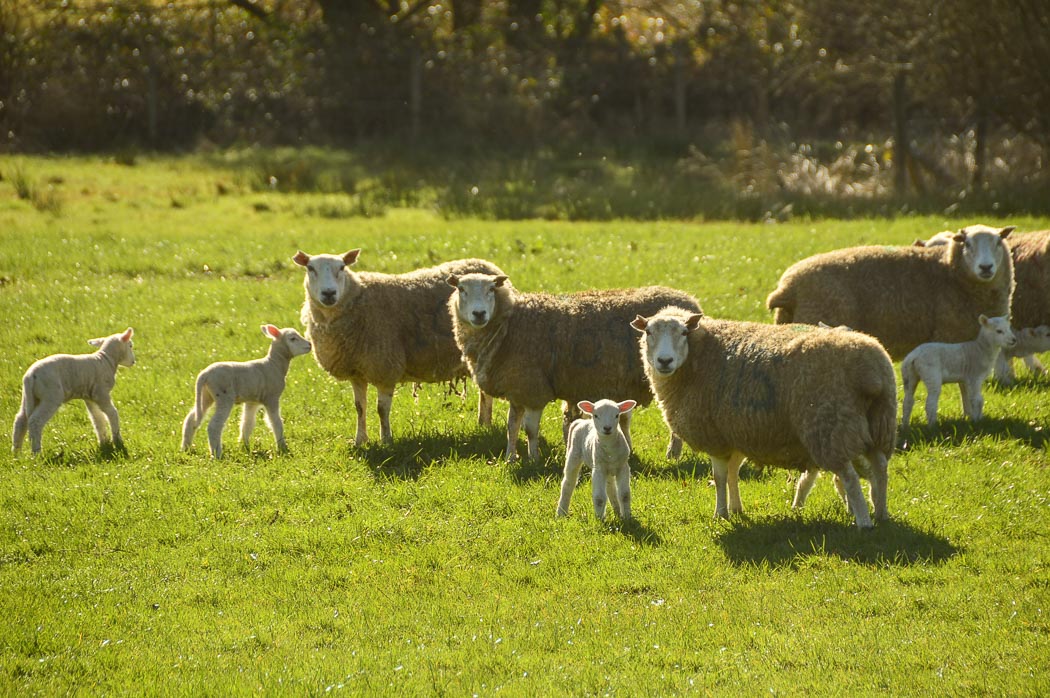 7 Best Places to Visit in South Wales - The Valleys (2022) 21 sheep and lamb staring at the camera in south wales