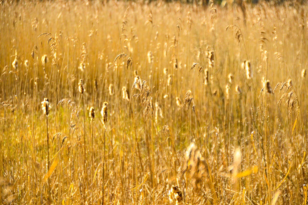 7 Best Places to Visit in South Wales - The Valleys (2022) 23 top 10 places to visit in south wales - golden fuzzy grass at Parc Slip Nature Reserve
