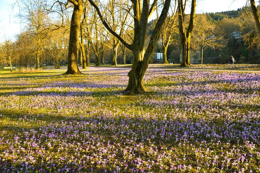 14 Best Baden Baden Tour Options You Won't Want to Miss 13 Trees and purple flowers on the grass on Lichtentaler Allee Baden Baden