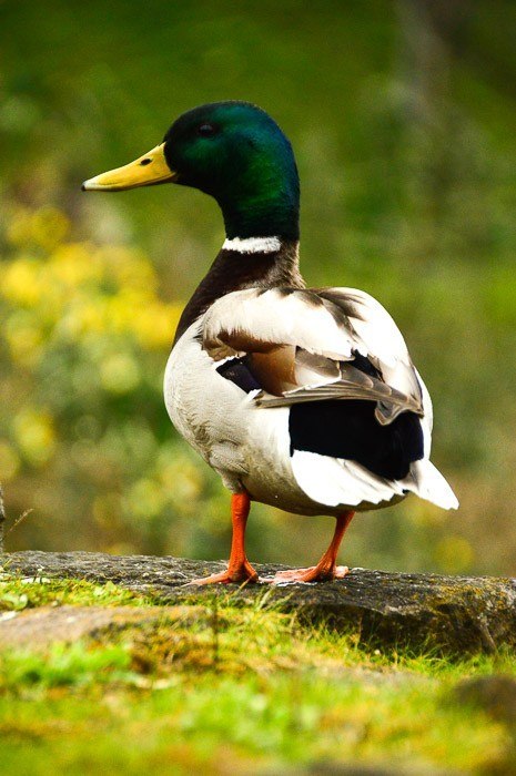 cardiff visitor attractions duck in Bute Park