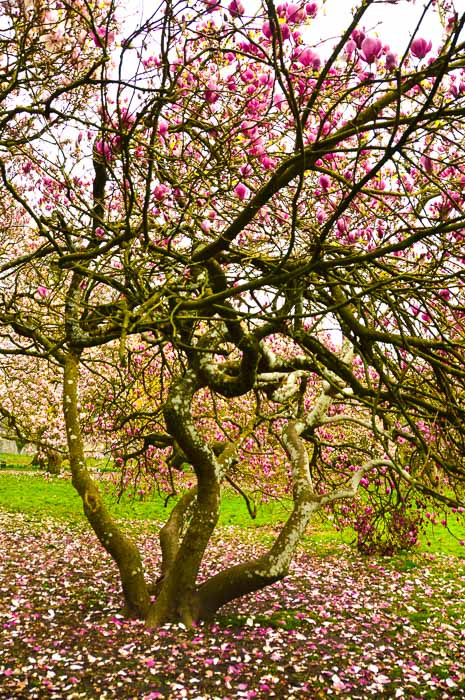 12 Fun Things to do in Cardiff (2022) 6 bute-park-tree-with-pink-blossoms