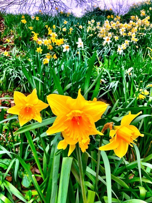 12 Fun Things to do in Cardiff (2022) 41 daffodils-cardiff-castle