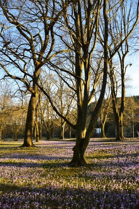 14 Best Baden Baden Tour Options You Won't Want to Miss 8 Trees without leaves and grass with purple flowers on Lichtentaler Allee