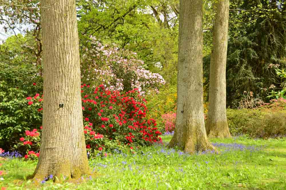 england_cotswolds_westonbirt-arboretum-colourful-flowers-trees