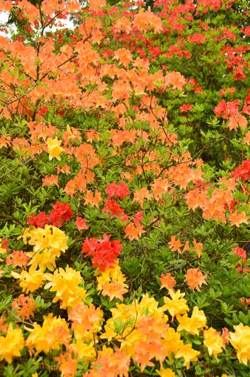 Where to Stay in the Cotswolds for Boutique Hotel Lovers 56 england_cotswolds_westonbirt-arboretum-colourful-flowers