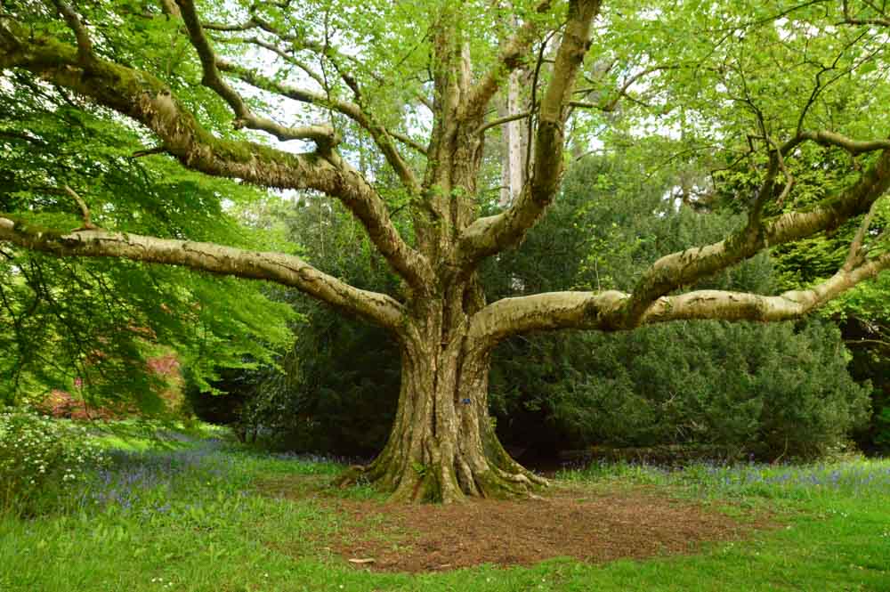 england cotswolds westonbirt arboretum tree