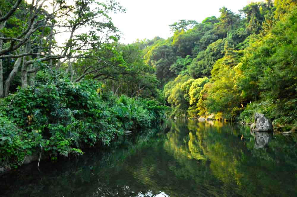 11 Best Things to do in Jeju Island - You Won't Want to Miss These 7 lake surrounded by trees on the way to Cheonjiyeon Waterfall