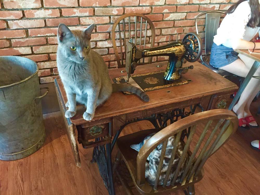 12 Best Things to do in Daegu Korea 31 korea_daegu_cat-cafe