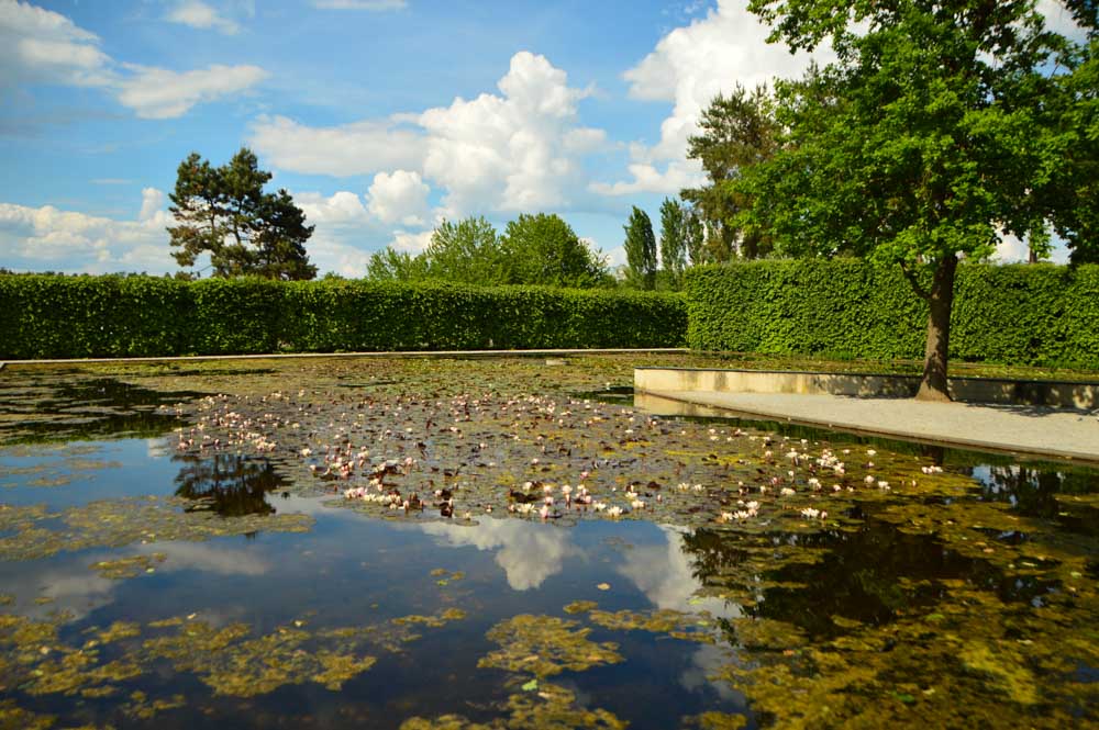 austria_graz_austrian-sculpture-park-lake-with-lillies