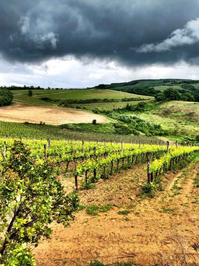 12 Wineries in Montepulciano You Should Visit Story