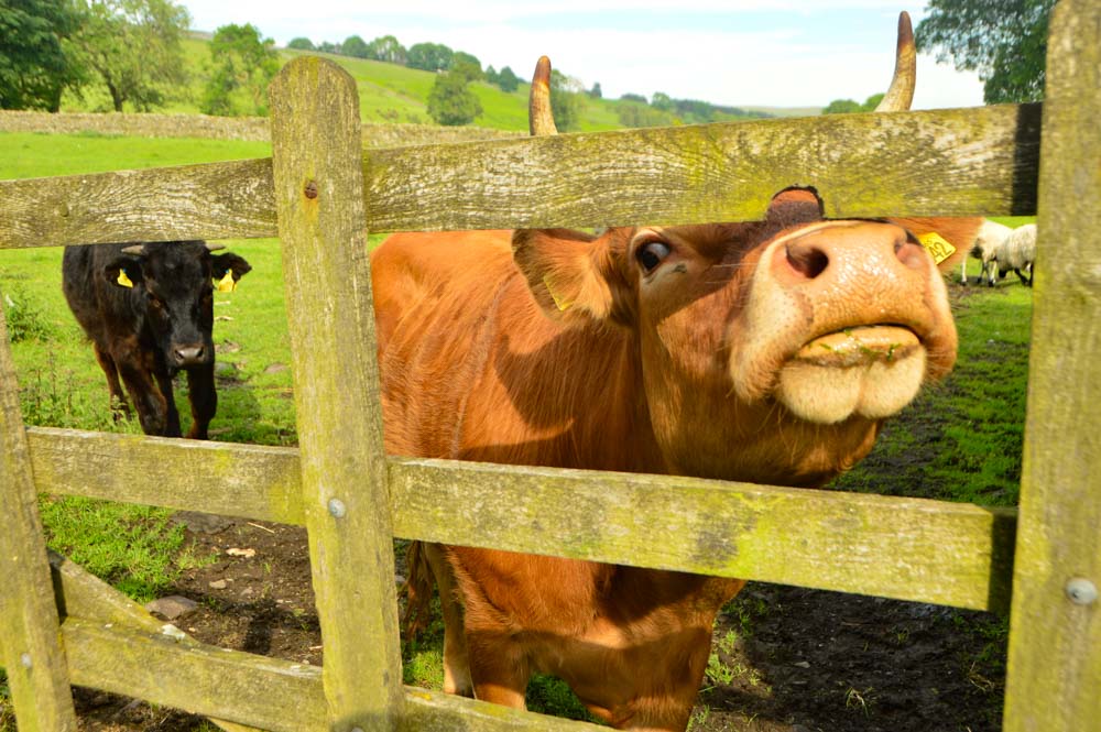 england_yorkshire-cow england_yorkshire-cow