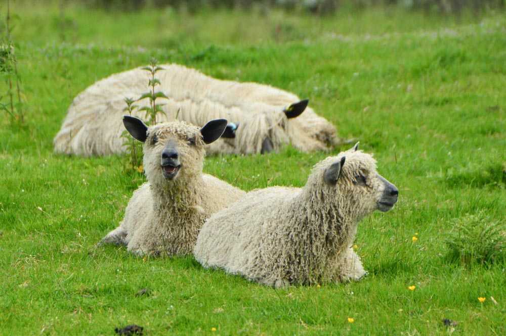 england_yorkshire-sheep england_yorkshire-sheep