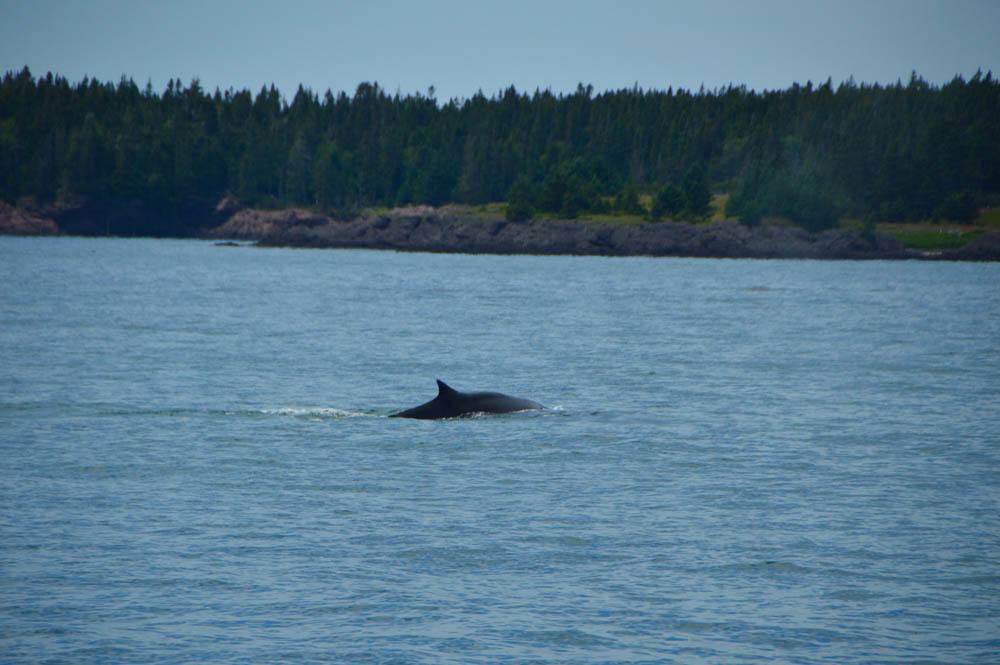 Whale Watching St Andrews - The Ultimate Guide - The Boutique Adventurer