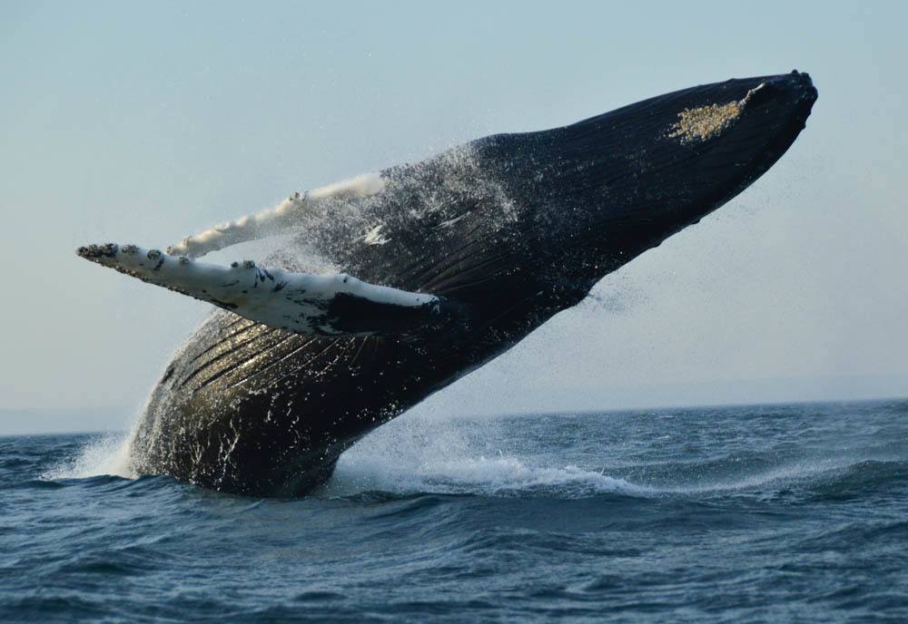 canada_new-brunswick_standrews-whale-watching-humpack-breach