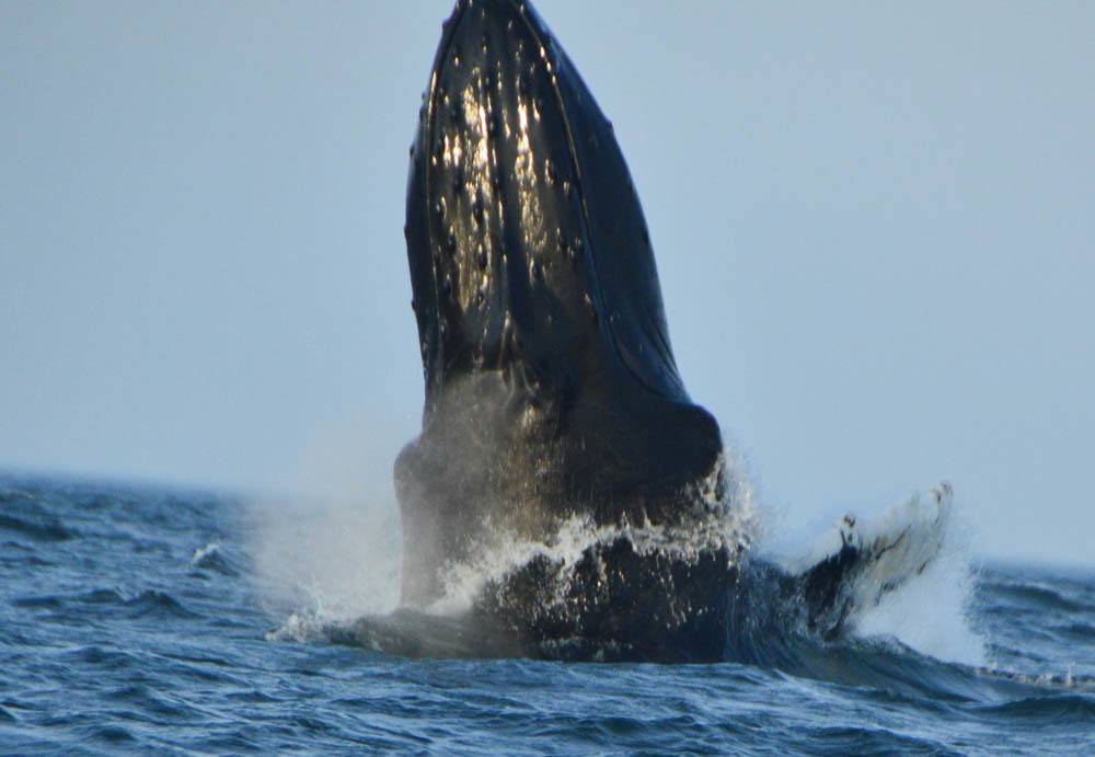 whale watching tour st andrews