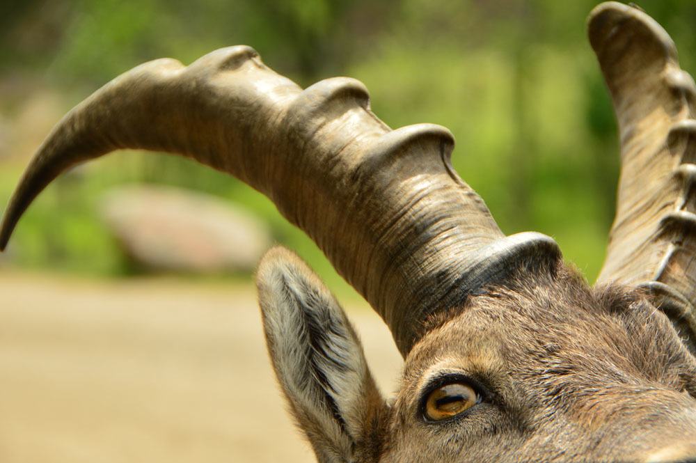 canada_ottawa_parc-omega-antlers