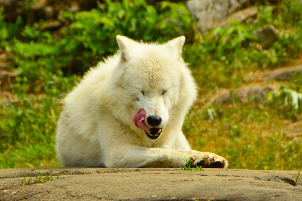 canada_ottawa_parc-omega-arctic-wolf