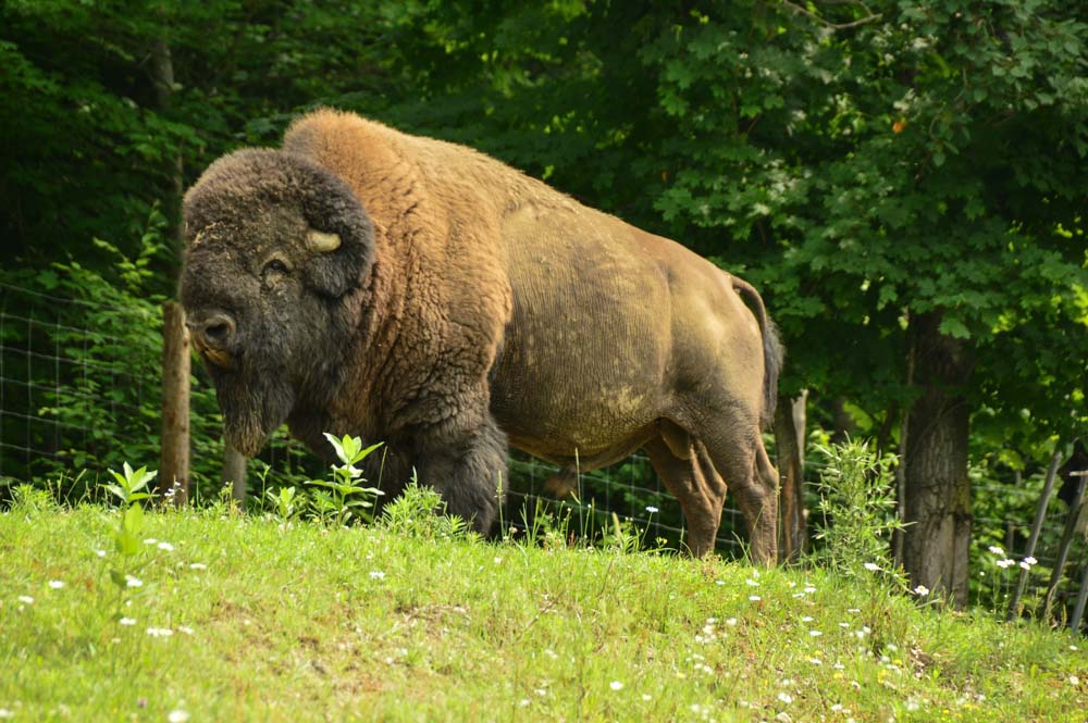 canada_ottawa_parc-omega-bison