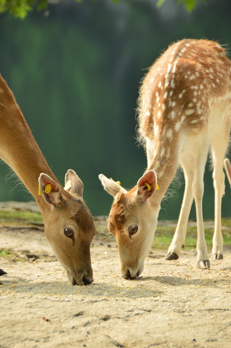 canada_ottawa_parc-omega-deer