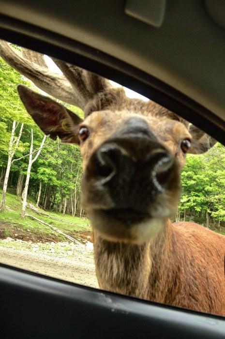 canada_ottawa_parc-omega-moose-in-car-window