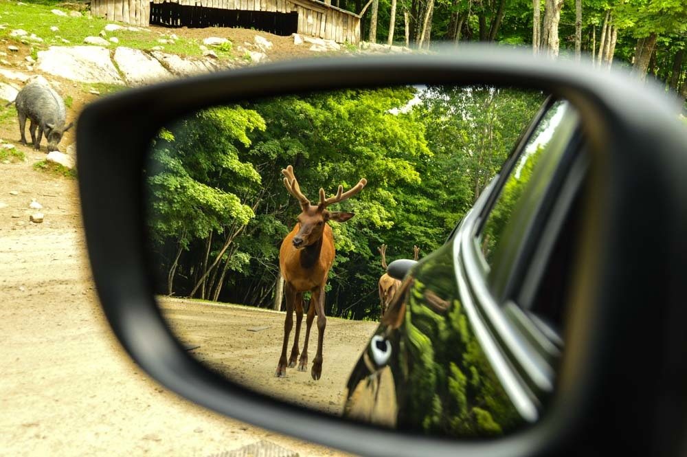 canada_ottawa_parc-omega-moose-in-rearview-mirror