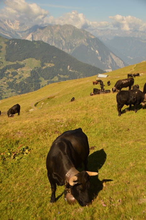 14 Fantastic Things to do in Verbier Besides Skiing 5 switzerland_verbier_swiss-cow