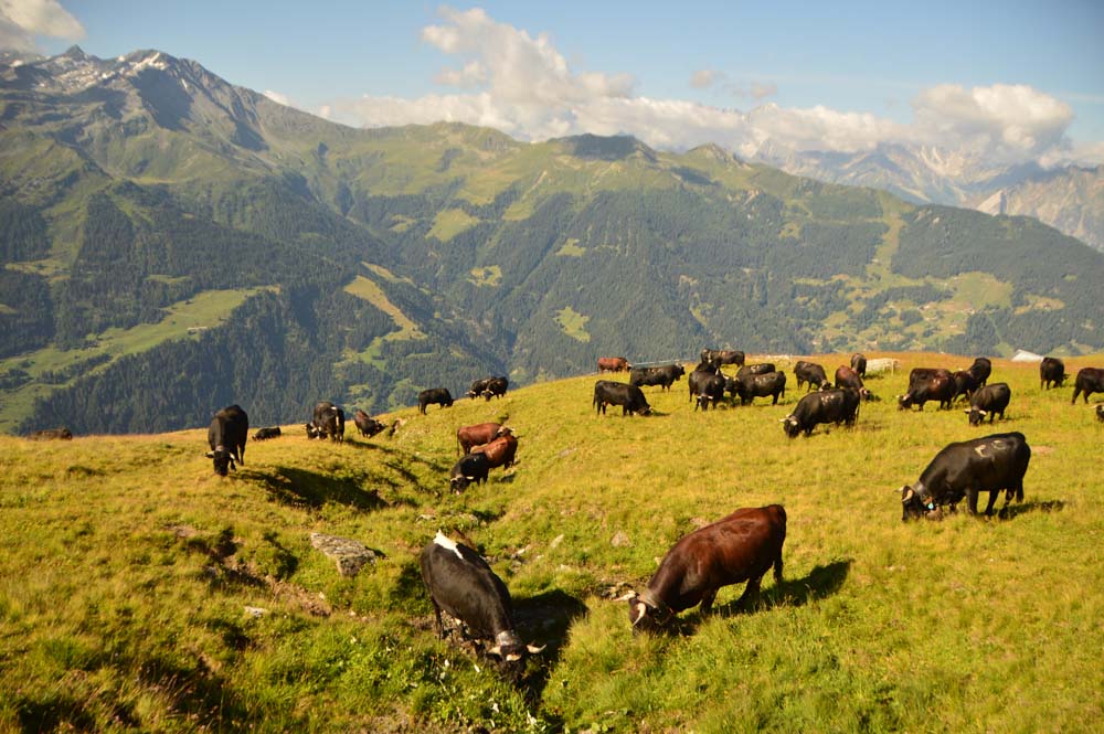 switzerland_verbier_swiss-cows-2