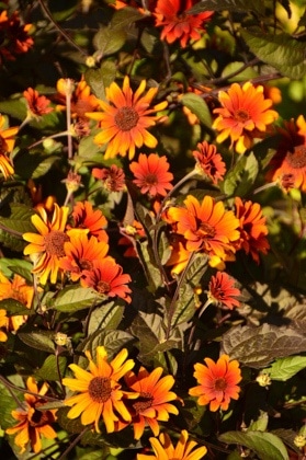 england_romsey_harold-hillier-gardens-orange-flowers